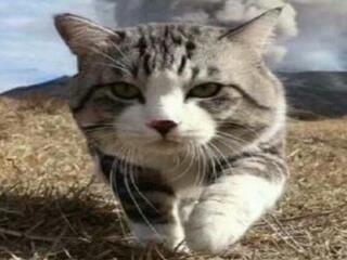 娱乐吃瓜酱剪猫,揭秘“剪猫”背后的故事与真相