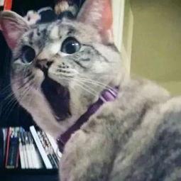 娱乐吃瓜酱剪猫,揭秘“剪猫”背后的故事与真相