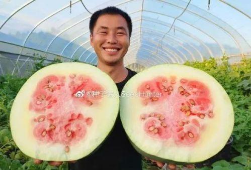 西瓜视频吃瓜猪娱乐,西瓜视频热门搞笑内容盘点