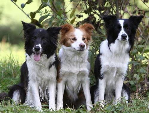 娱乐吃瓜酱边牧,娱乐吃瓜酱与边牧的欢乐日常